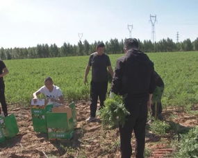 多倫縣推廣紫色胡蘿卜種植 打造特色品牌農產品