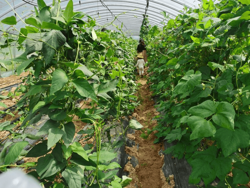 五一假期來石龍,認養專屬農產品!