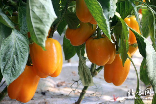 天津推動農業高質量發展 智能農業幫助農民增收