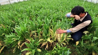農產品盤點 蔬菜繼續領跌 禽肉消費恢復