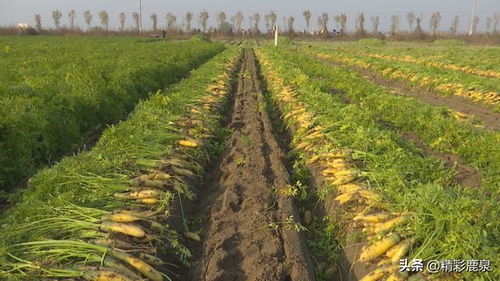 鹿泉 喜豐收 農民拔起 金蘿卜