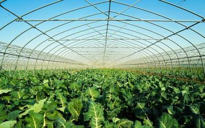 地產農產品直送百余個小區,崇明給蔬菜種植戶吃“定心丸”