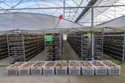 河南桐柏:矚目中心城鎮(zhèn)推動鄉(xiāng)村振興的“安棚樣本”