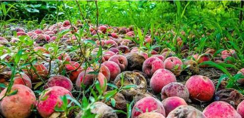 10張照片告訴你,農(nóng)產(chǎn)品滯銷有多可怕!