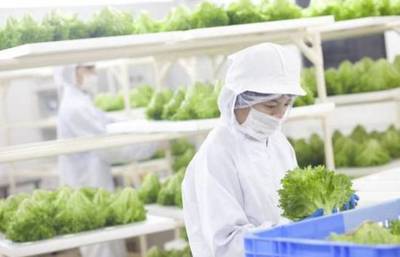 創意農業丨植物工廠走進生活:農場變農廠、家庭自給“蔬菜柜”,你get到了嗎?_財經_網