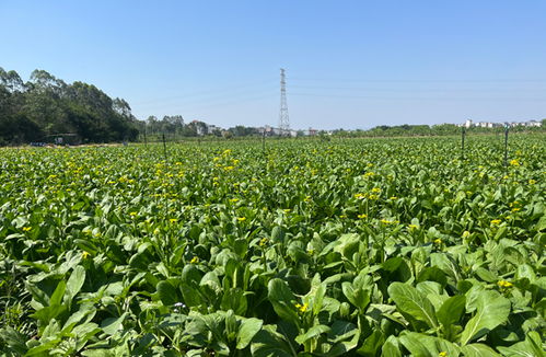 水果型 菜心清甜 出圈