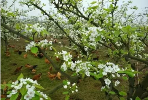 經營12年,她培育出國家級金獎農產品 記渝北區十佳新型職業農民周玉萍