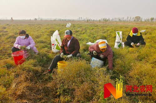 河北新樂 特色種植促增收