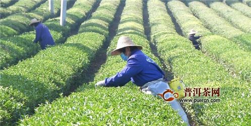江夏區茶葉企業有序復工復產,確保春茶上市
