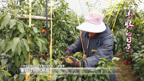 新余的 紅美人 來了