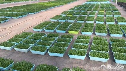 在農(nóng)村承包一百畝地創(chuàng)建自己的品牌農(nóng)場(chǎng),所種出來的農(nóng)產(chǎn)品自產(chǎn)自銷可行嗎?