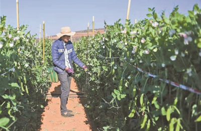 通海農(nóng)產(chǎn)品這樣闖出出口坦途_典型示范