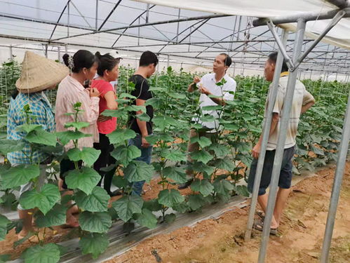 廣西 在新起點(diǎn)上接續(xù)奮斗 譜寫鄉(xiāng)村振興新篇章