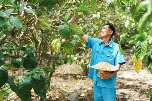 遠(yuǎn)方好物 鄉(xiāng)村振興的 風(fēng)味密碼 溯源讓農(nóng)產(chǎn)品走出大山