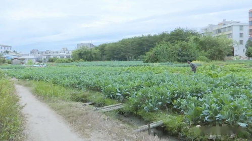 北風(fēng)吹,紅腳芥藍(lán)香