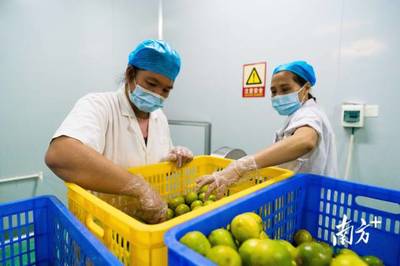 特色產(chǎn)業(yè)領(lǐng)跑,博羅探尋鄉(xiāng)村振興“密碼”