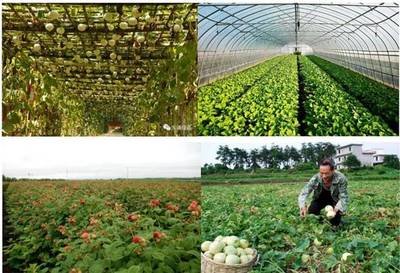 2035年的亭林,你期待嗎?