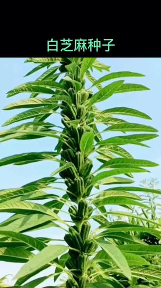 #芝麻種子 #優(yōu)質(zhì)農(nóng)產(chǎn)品 #農(nóng)業(yè)種植 #好物推薦 #蔬菜種子 芝