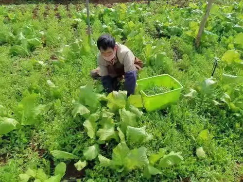 五華區(qū)采取便民措施保障農(nóng)產(chǎn)品供給