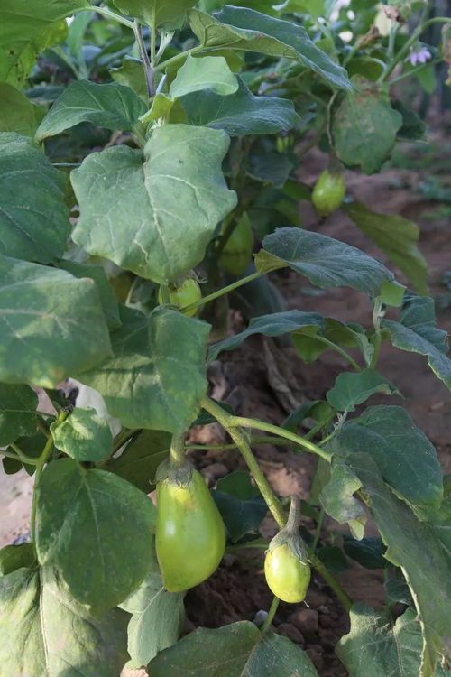 在開(kāi)封希望的田野上,這里有火龍果 芒果 圣女果 琵琶 草莓 南瓜 菜花
