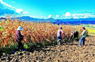 農(nóng)村越來(lái)越多的農(nóng)民放棄種植,種地根本賺不到錢(qián),為什么會(huì)這樣