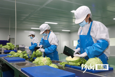 鹽堿地上的蔬菜進(jìn)京了