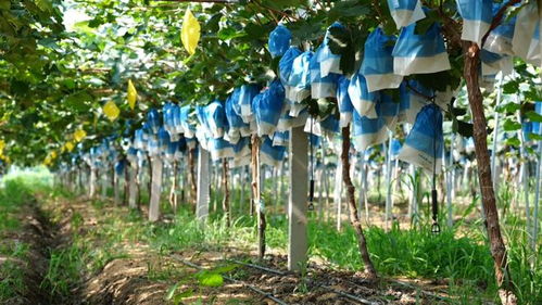 武漢優(yōu)質(zhì)農(nóng)產(chǎn)品 東西湖陽(yáng)光玫瑰種植秘而不宣的絕招 葉片