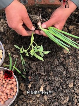 一個(gè)小樓頂隨便種點(diǎn)瓜果蔬菜天天吃都吃不完,種菜就是這么簡(jiǎn)單 三農(nóng) 優(yōu)質(zhì)農(nóng)產(chǎn)品 田園生活