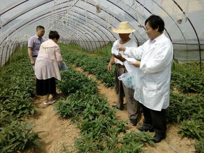 孔城農(nóng)監(jiān)站確保中 高考食品安全