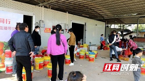 新田 橘橙正芬芳 快樂(lè)采摘銷(xiāo)售旺