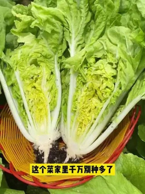 奶油快菜,它不僅長(zhǎng)的快,口感比普通小白菜更好吃 三農(nóng) 優(yōu)質(zhì)農(nóng)產(chǎn)品 家庭種植 奶油快菜