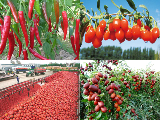 番茄紅了 辣椒紅了 大棗紅了 天山南北大地飄紅 收獲希望