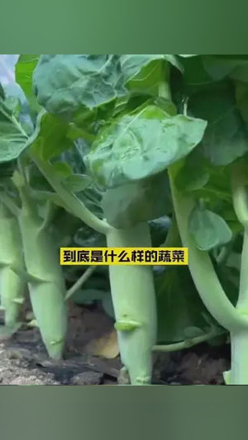 這可不是普通的蔬菜,這是雞腿芥藍(lán) ,蔬菜中的 綠翡翠 蔬菜種子 三農(nóng) 口感特別好 家庭種植