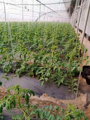 于宗君:帶領(lǐng)農(nóng)戶走好綠色種植路