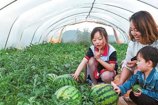 炎炎夏日將至,中牟西瓜清涼來襲