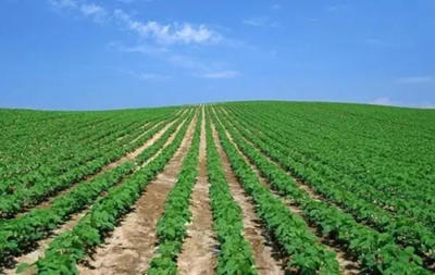 關注丨這兩個月,18種轉基因農產品獲我國進口許可