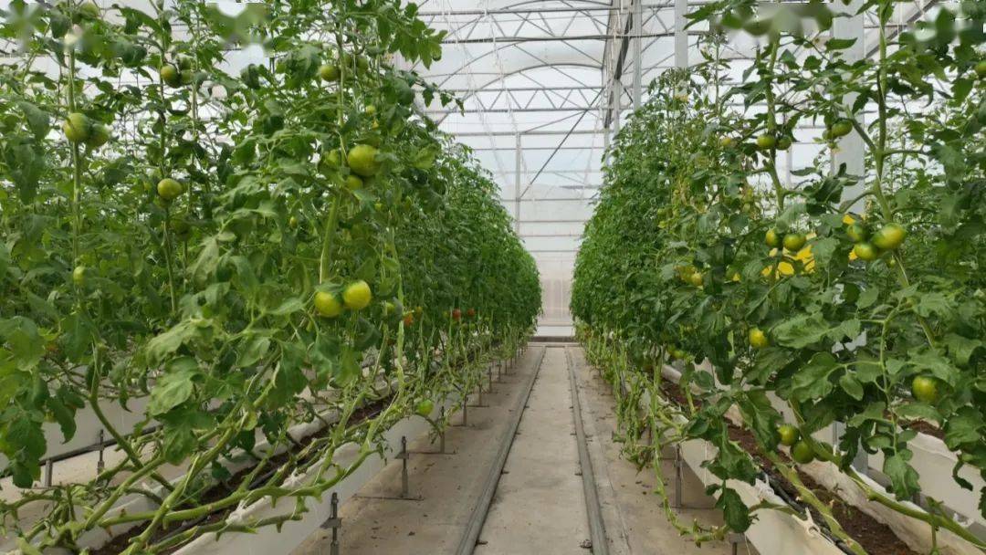 穩生產 保供給!清城這6家基地入選省級"菜籃子"基地