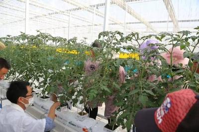 彌渡櫻桃番茄正當紅:數字植物工廠開辟農業新賽道