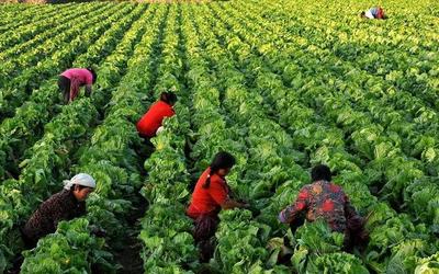 “土味”農產品?No!這是秦漢農業(yè)新品牌