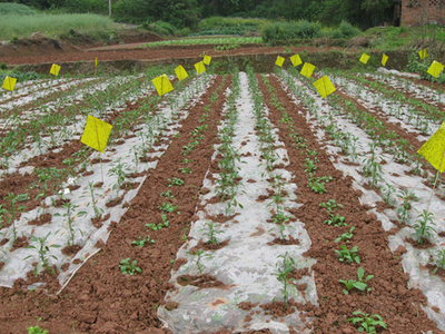 綠色防控新技術 種植農產品不再施藥