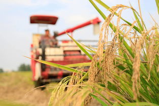 百億美元,烏克蘭與中國合作 中國為何要進口大量農產