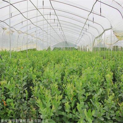耐寒自由藍莓苗成熟季節(jié) 自由藍莓苗規(guī)格齊全
