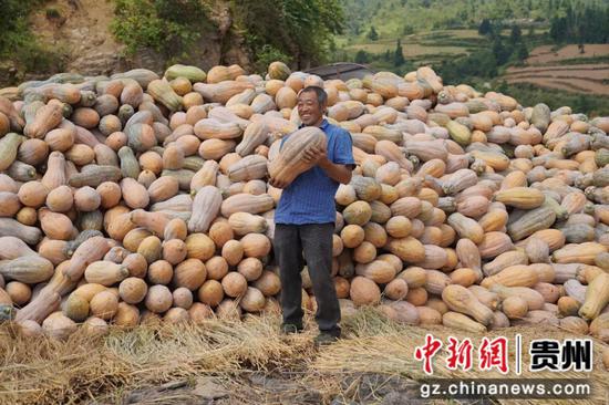 務川 南瓜喜豐收 村民綻笑容