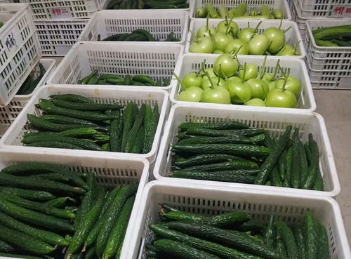 有機農產品大受青睞,學會種植技術,為農戶增收增益提供有力保障