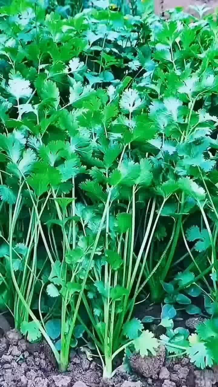 自家花園花盆里撒一點 種苗培育 三農 優(yōu)質農產品 農村