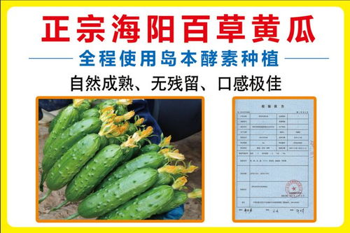 島本酵素菌肥助力,培育零農殘優(yōu)質農產品進商超