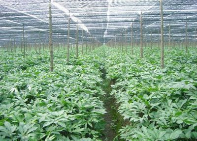 讓鄉(xiāng)村直通幸福 --云南省曲靖市麒麟區(qū)長坡村創(chuàng)新發(fā)展為“民族團結+鄉(xiāng)村振興”持續(xù)賦能