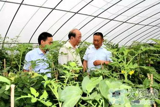 2016食品農產品安全南陽行 走進社旗縣丙玉蔬菜基地