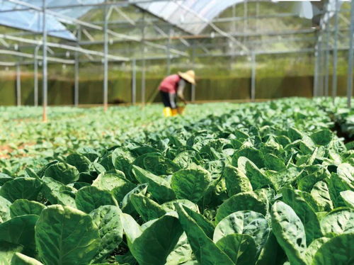 農產品質量新名片