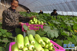 河北圍場綠色有機蔬菜熱銷京津